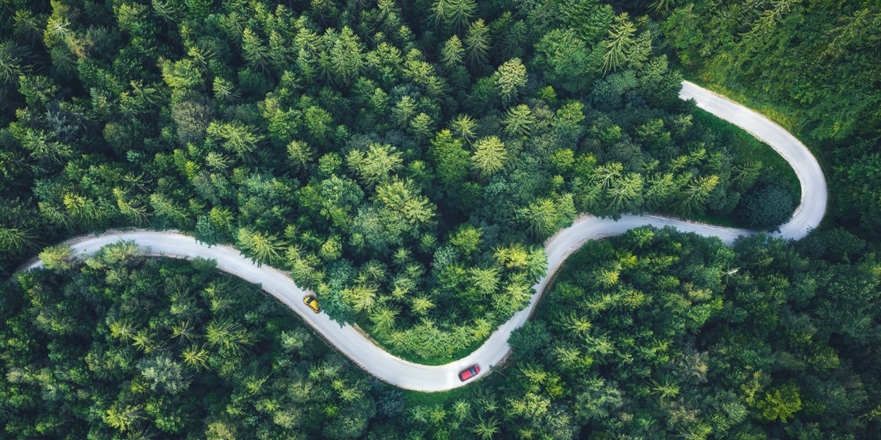 Winding road in the forest.